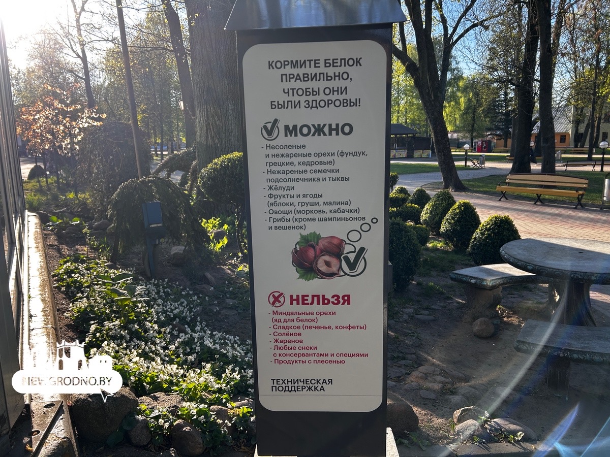 В Гродно в парке Жилибера поселились белки