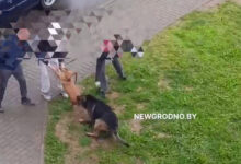 В Гродно на видео сняли нападении овчарки