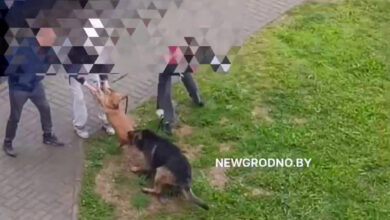 В Гродно на видео сняли нападении овчарки