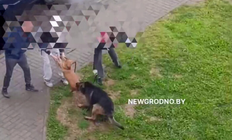 В Гродно на видео сняли нападении овчарки