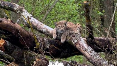 под Гродно заметили рысь