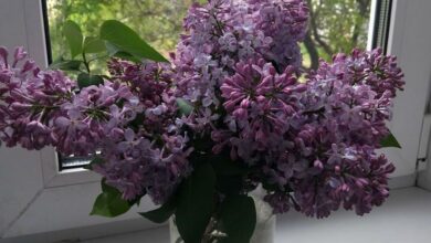 участковый из Гродно