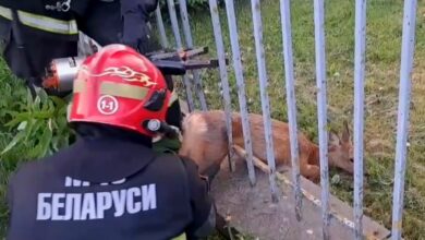 В Гродно сотрудники МЧС спасли косулю