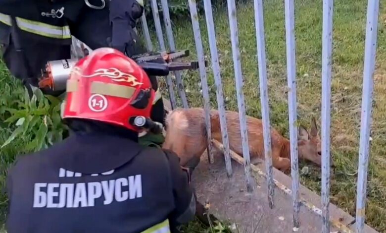 В Гродно сотрудники МЧС спасли косулю