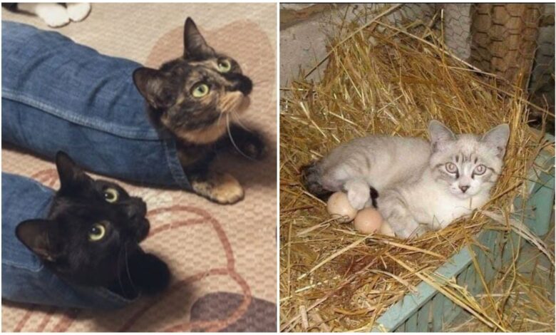 20+ котеек