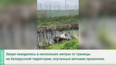 Два лося погибли