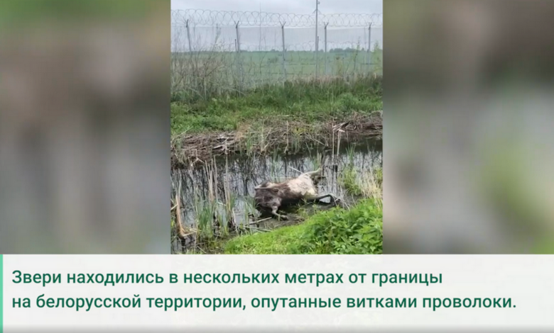 Два лося погибли