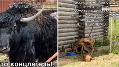 Белорусов возмутило состояние