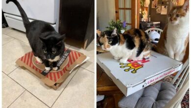 Коты и пицца