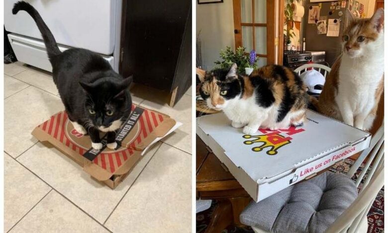 Коты и пицца