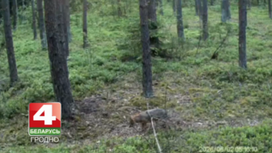 в охотхозяйстве под Гродно