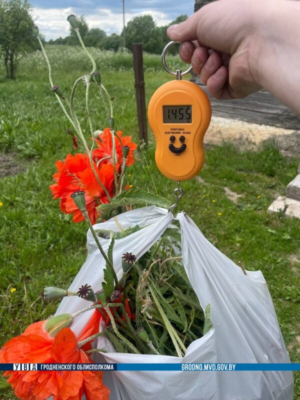 Более 3 гектаров мака