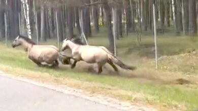 водитель сняла на видео