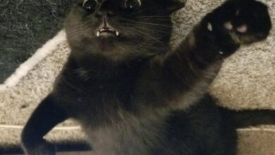 20 котов