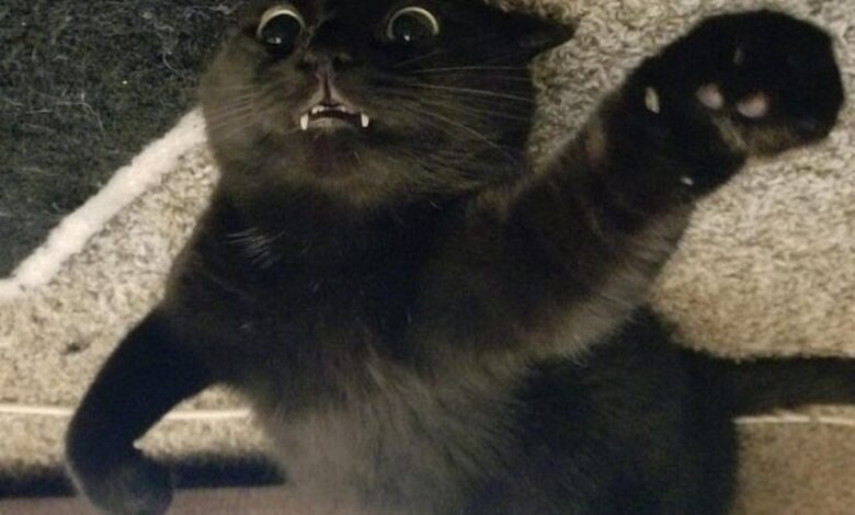 20 котов
