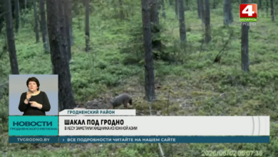 Откуда в лесах