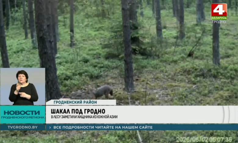 Откуда в лесах