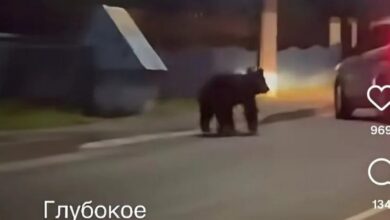 в Глубоком заметили медвежонка