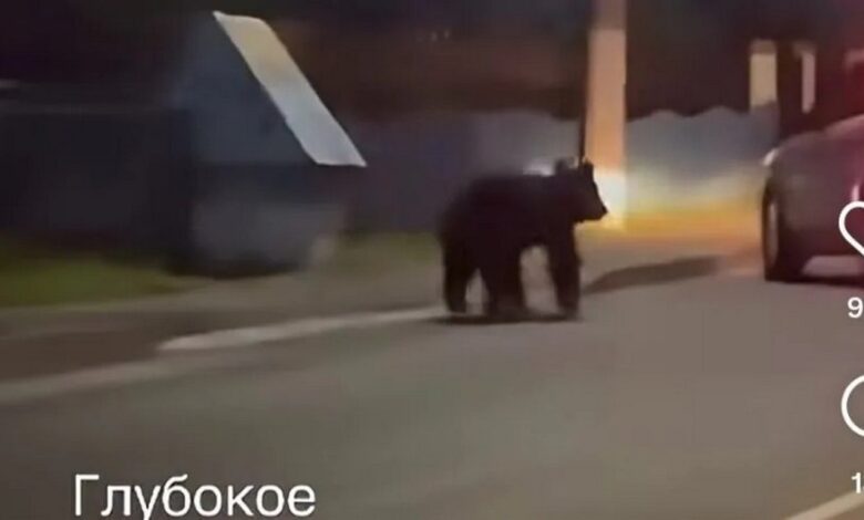 в Глубоком заметили медвежонка