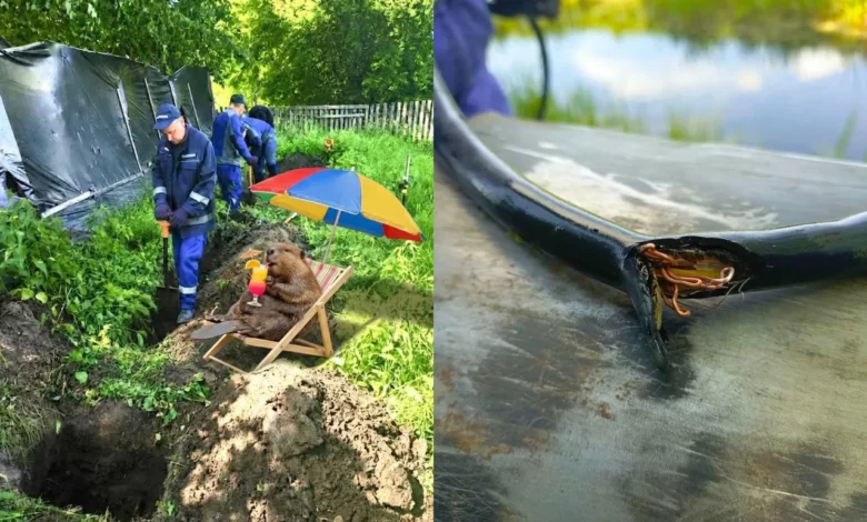 Бобр позарился на «святое»