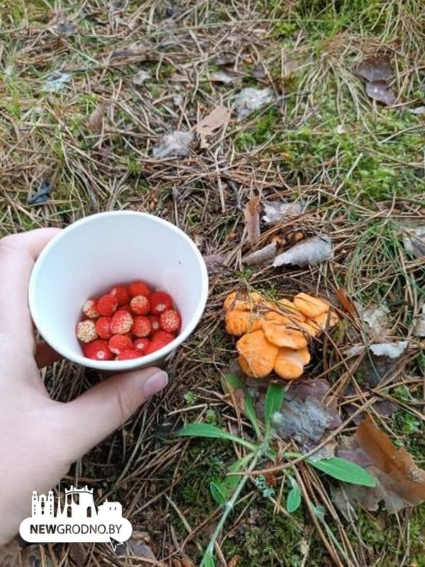 Грибной бум под Гродно
