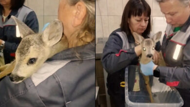 спасенный косуленок борется