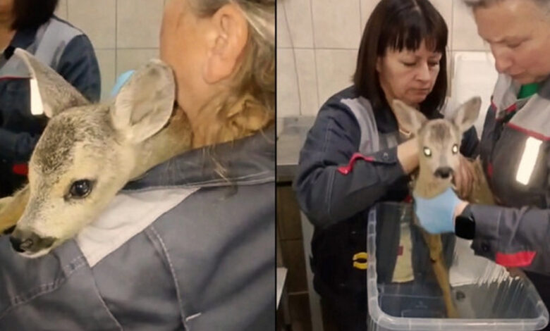 спасенный косуленок борется
