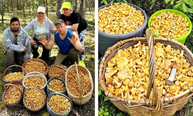 Где в Беларуси собирают