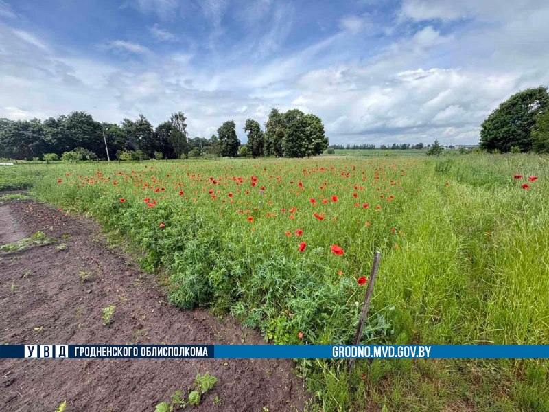 в Гродненской области