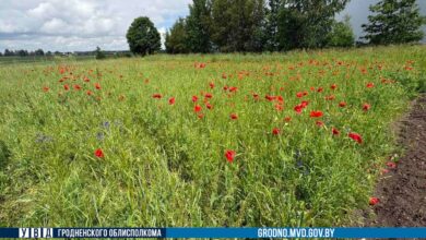 в Гродненской области