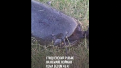 на Немане поймали