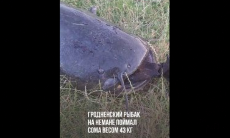 на Немане поймали
