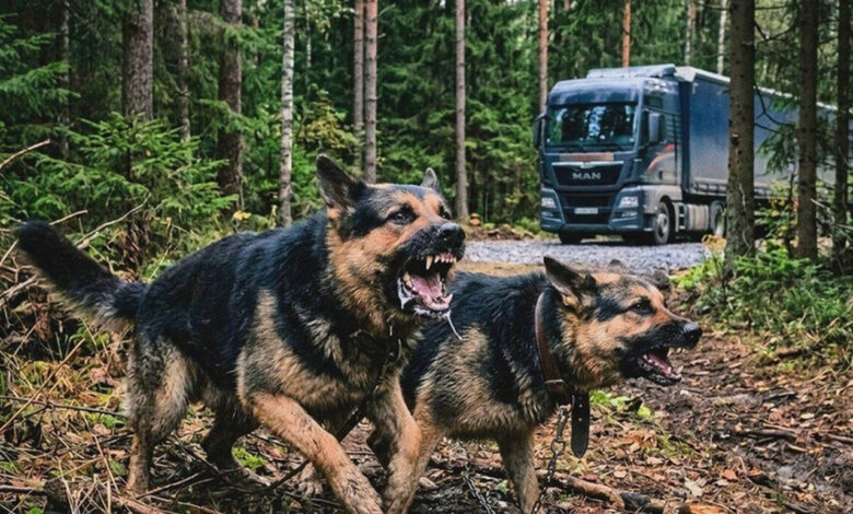 В Польше собаки экс-сотрудника