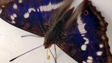 Под Гродно заметили очень красивую