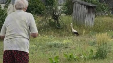 пенсионерка приручила аиста