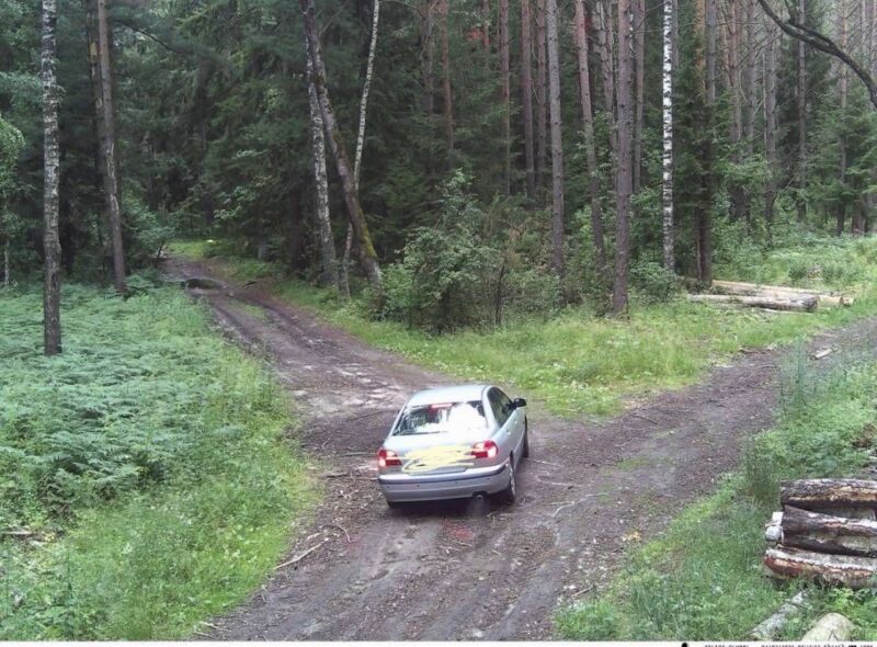 Фотоловушка в лесу поймала тех