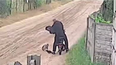 Борисов ищет велосипедиста