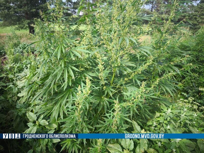 в Гродненском районе ликвидировали