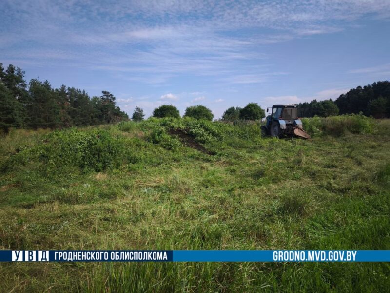 Более 6 тонн конопли