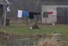 В Польше