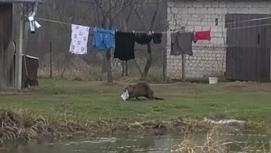 В Польше