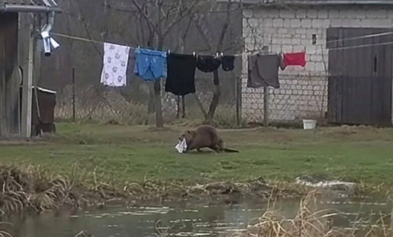 В Польше