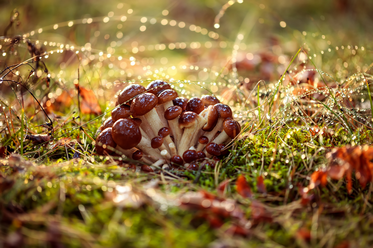 https://img.newgrodno.by/wp-content/uploads/1784701593armillaria-mushrooms-of-honey-agaric-in-a-sunny-fo-2026-03-19-09-38-25-utc.jpg