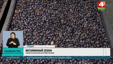 как гродненцы
