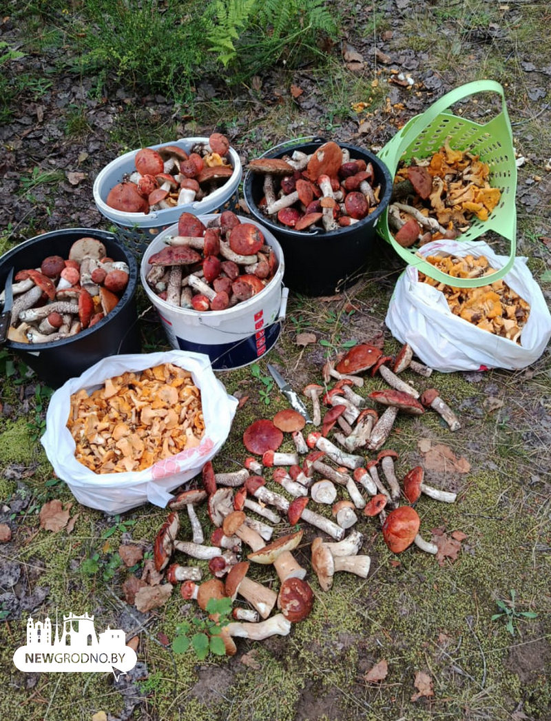 В лесах под Гродно начинается грибной