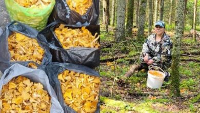 Белоруска вывозит грибы