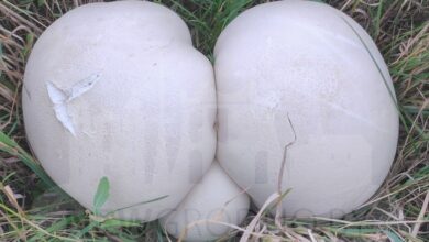 Под Гродно нашли огромный гриб