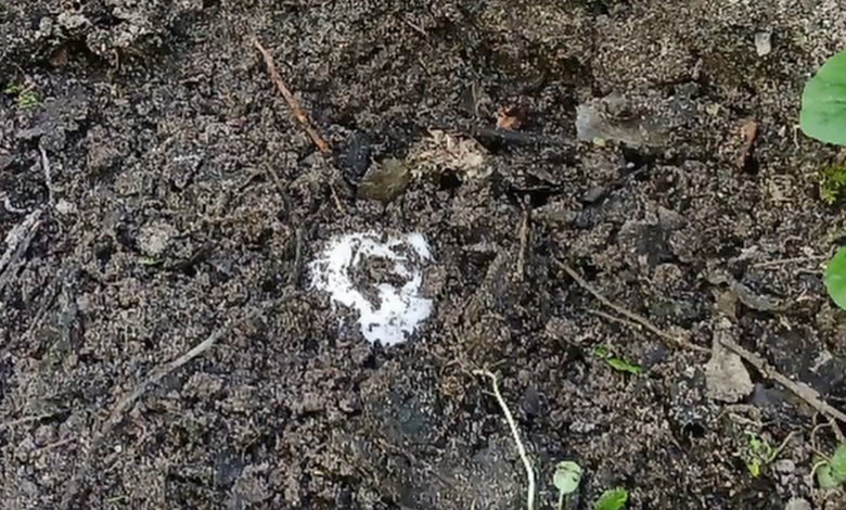 Наркоконтроль Гродненщины