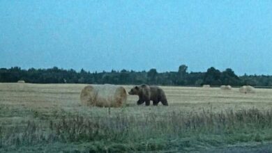 В лесах под Осиповичами