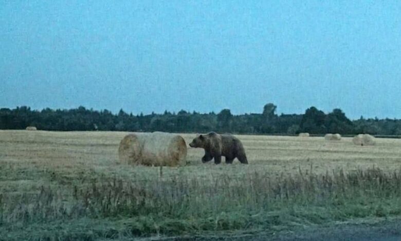 В лесах под Осиповичами